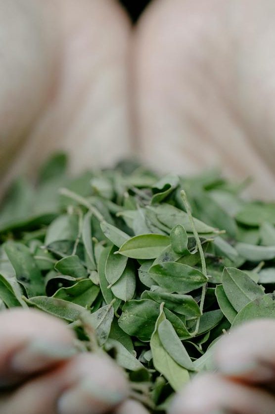 Plantas medicinales y aromáticas